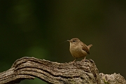Wren